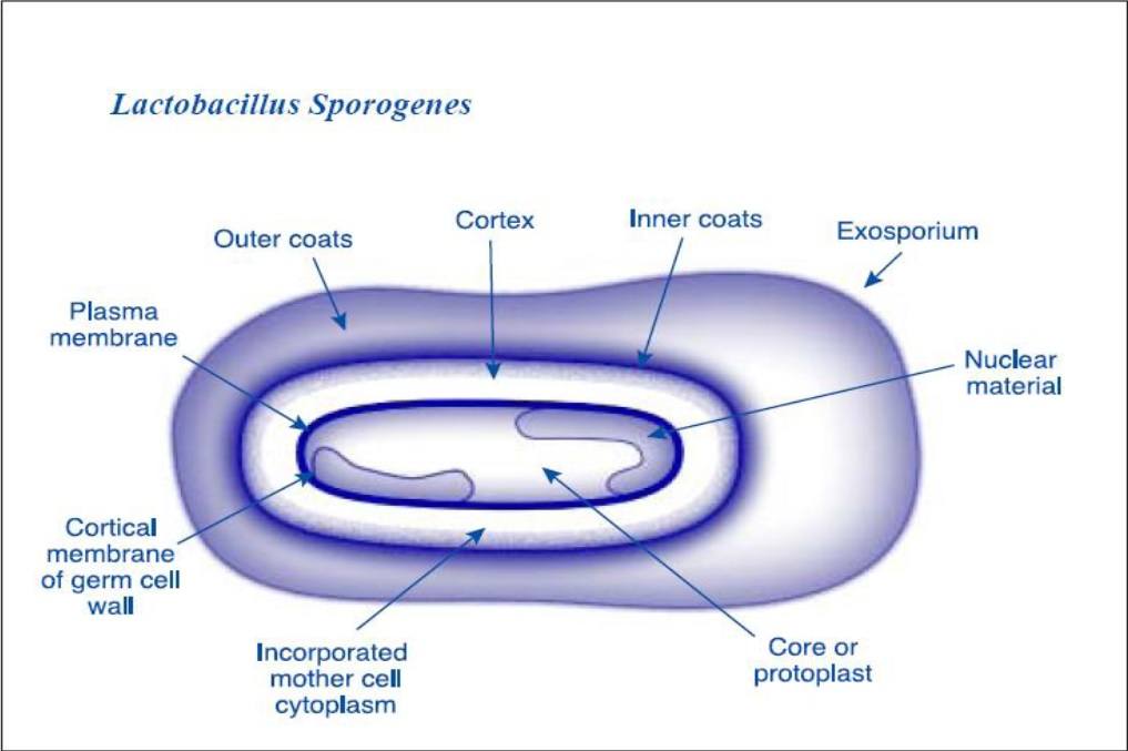 Lactobacillus sporogenes